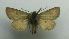 Lasionycta impingens