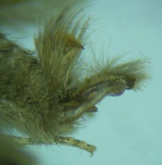 Lasionycta impingens