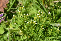 Tagetes filifolia