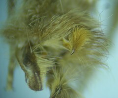 Lasionycta impingens