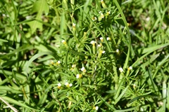 Tagetes filifolia