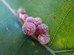 Callirhytis piperoides