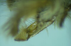 Lasionycta impingens
