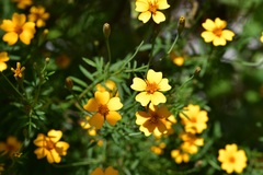 Tagetes tenuifolia