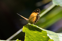 Cupha myronides