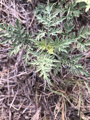 Ambrosia psilostachya