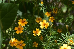 Tagetes tenuifolia