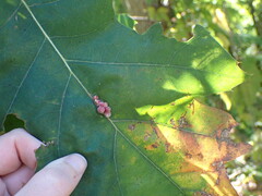 Callirhytis piperoides