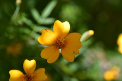 Tagetes tenuifolia