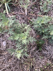 Ambrosia psilostachya