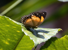 Cupha myronides