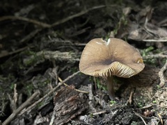 Pluteus romellii
