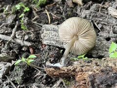 Pluteus romellii
