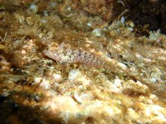 Parablennius incognitus