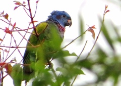 Pionus menstruus
