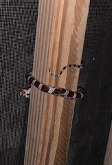 Pantherophis guttatus