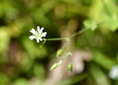 Drymaria villosa