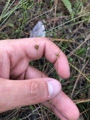 Rhynchospora chapmanii