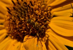 Ochraethes pollinosus