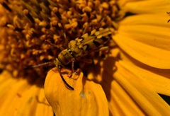 Ochraethes pollinosus