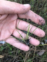 Rhynchospora chapmanii