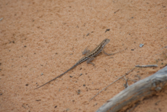 Ctenophorus spinodomus