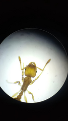 Wasmannia auropunctata