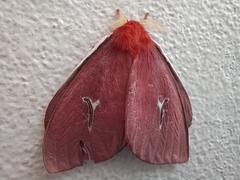 Cerodirphia apunctata