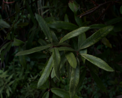 Quercus pumila
