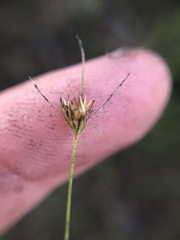 Rhynchospora chapmanii