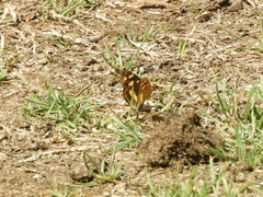 Telenassa berenice