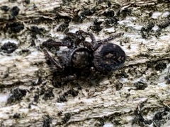 Habronattus pyrrithrix