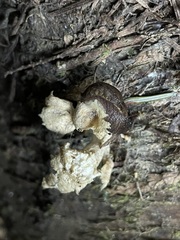 Prophysaon andersonii