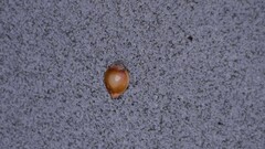 Rhynchospora chapmanii