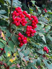 Sorbus sitchensis