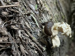 Prophysaon andersonii