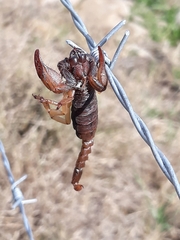 Opistophthalmus