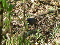 Catamenia analis