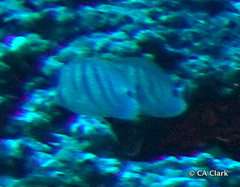 Chaetodon multicinctus