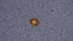 Rhynchospora chapmanii