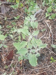 Physalis cinerascens