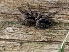 Habronattus pyrrithrix