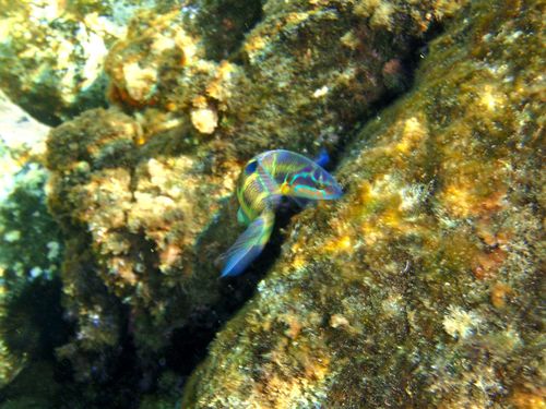 Ornate wrasse