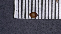 Rhynchospora chapmanii