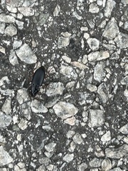 Harpalus pensylvanicus