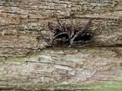 Habronattus pyrrithrix