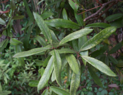 Quercus pumila