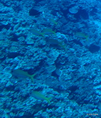 Mulloidichthys vanicolensis