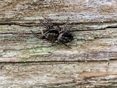 Habronattus pyrrithrix