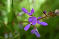 Desmodium pringlei